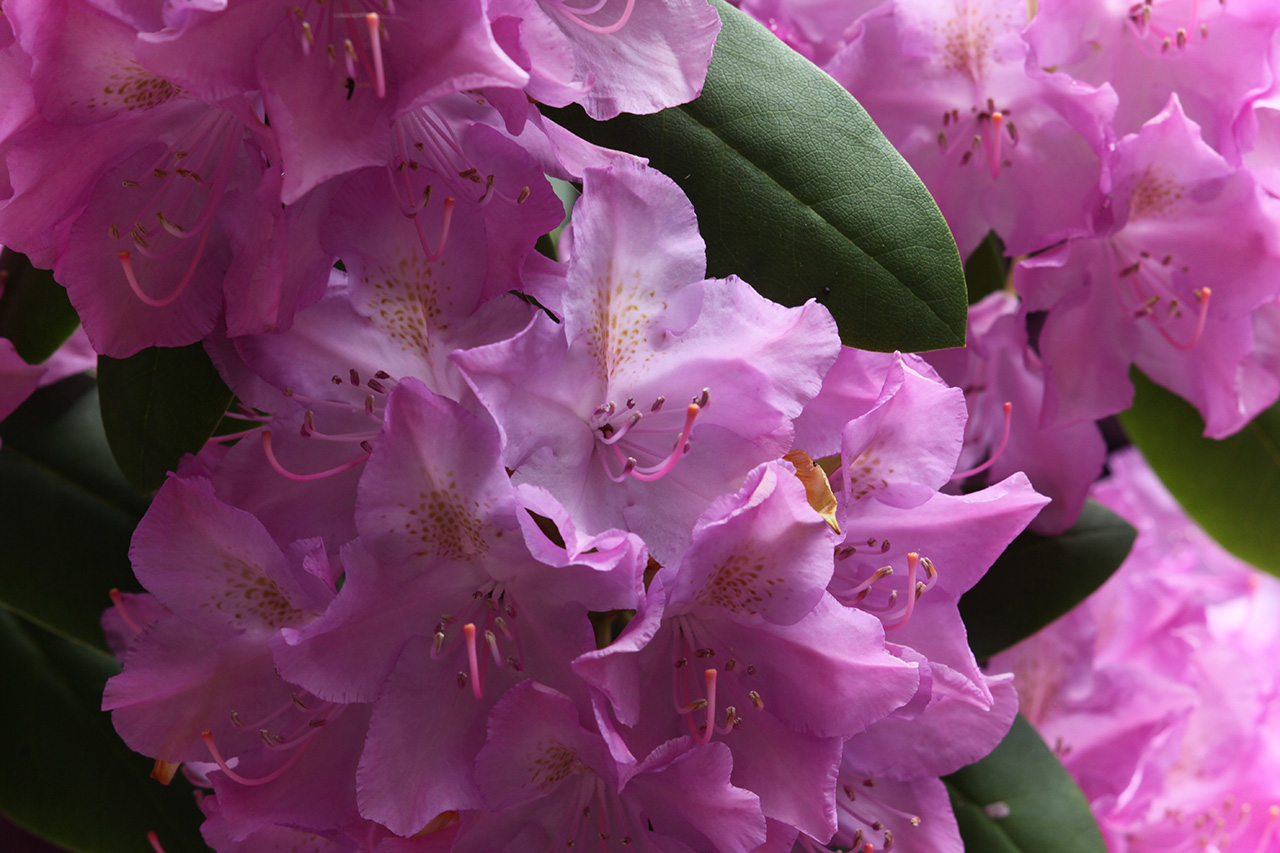 Click to Enlarge - Rhododendron maximum