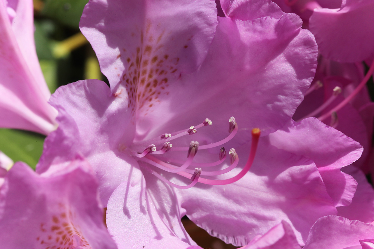 Click to Enlarge - Rhododendron maximum