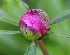 Peony bud