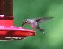 Hummingbird