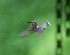 Hummingbird