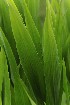 Grass