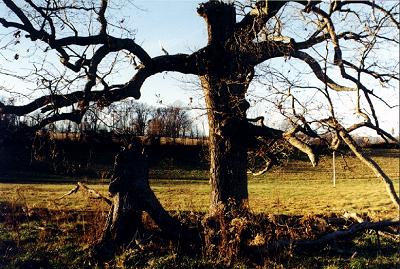 Dead Tree