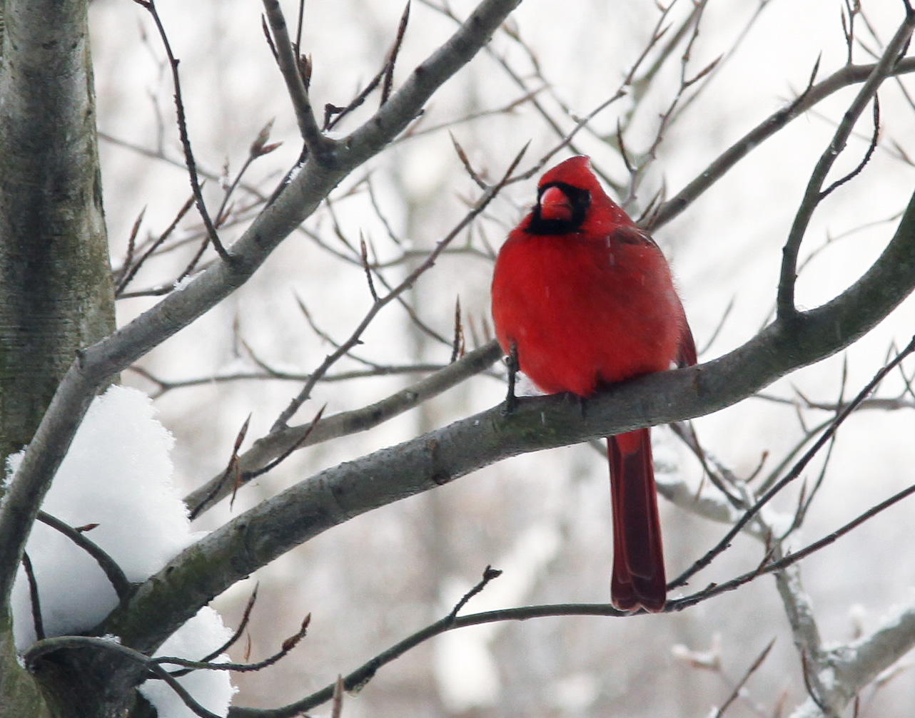 Click to Enlarge - Cardinal - Crop from 100% image