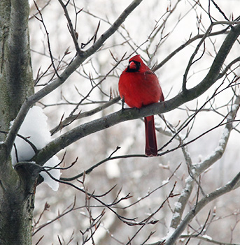 Click to Enlarge - Cardinal - Full Frame cropped to remove window panes
