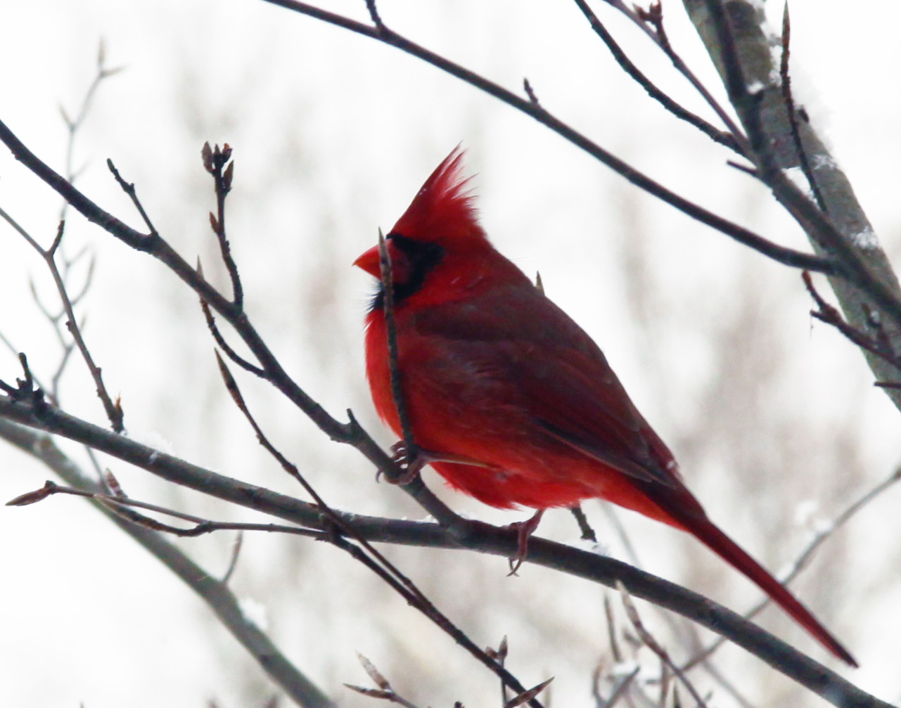 Click to Enlarge - Cardinal - Crop from 100% image