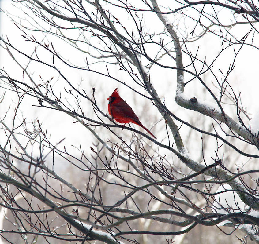 Click to Enlarge - Cardinal - Full Frame