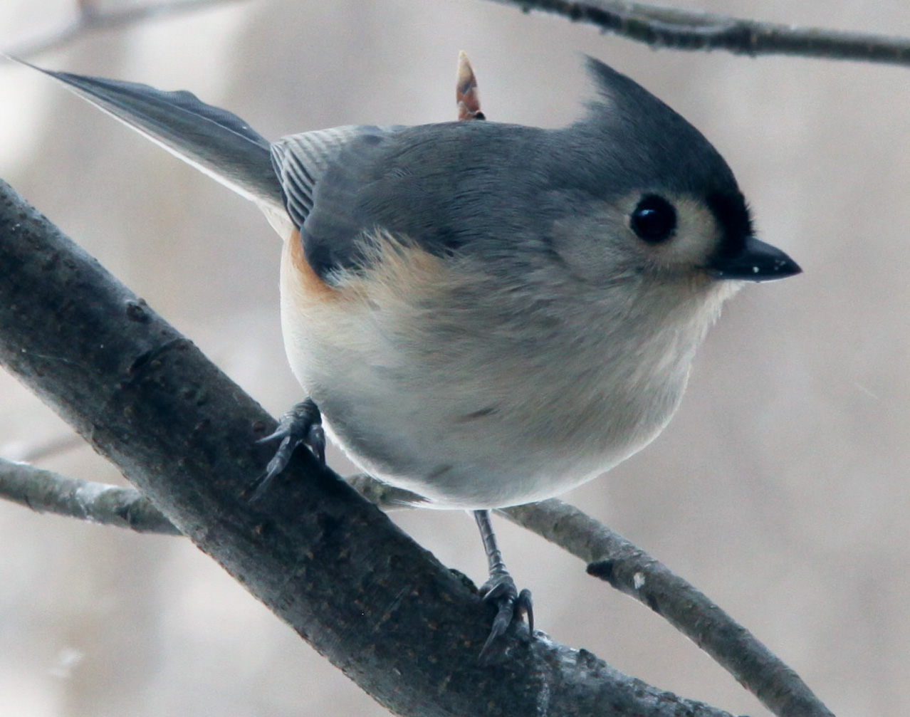 Click to Enlarge - Tufted Titmouse - Crop from 100% image