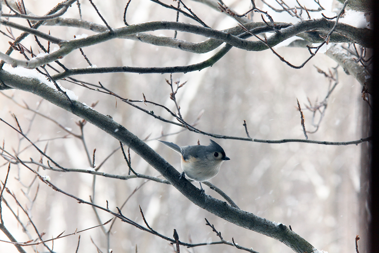 Click to Enlarge - Tufted Titmouse - Full Frame