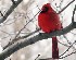 Cardinal - Crop from 100% image