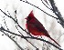 Cardinal - Crop from 100% image