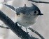 Tufted Titmouse - Crop from 100% image