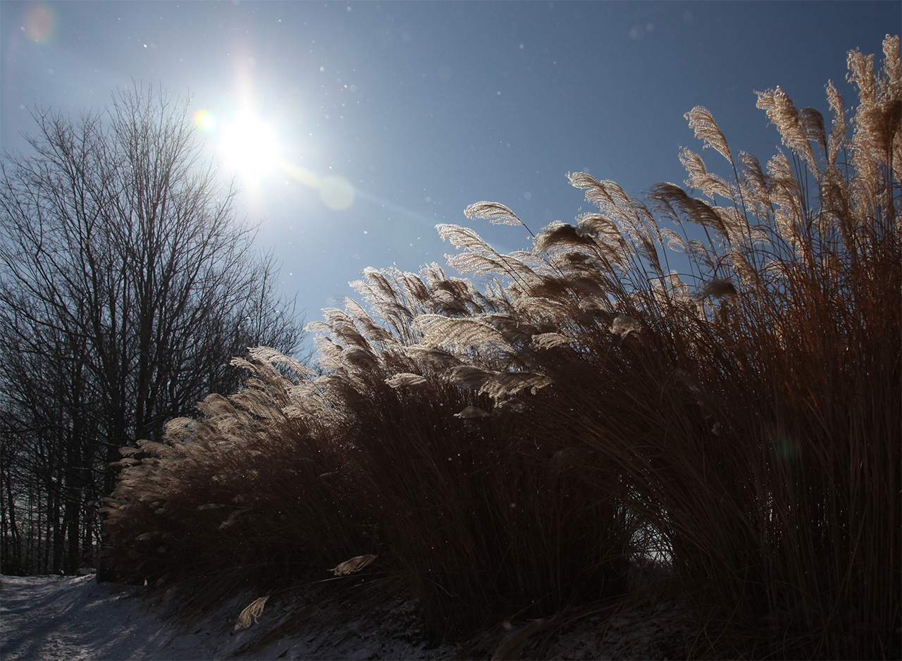 Click to Enlarge - Ornamental Grass